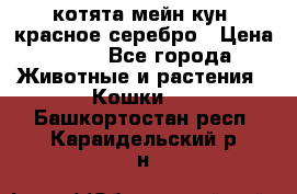 котята мейн кун, красное серебро › Цена ­ 30 - Все города Животные и растения » Кошки   . Башкортостан респ.,Караидельский р-н